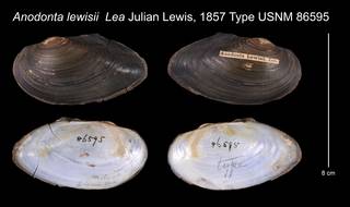 To NMNH Extant Collection (Anodonta lewisii Lea, 1857    USNM 86595)
