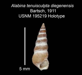 To NMNH Extant Collection (IZ MOL 195219 Holotype Shell)