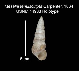 To NMNH Extant Collection (IZ MOL 14933 Holotype Shell)
