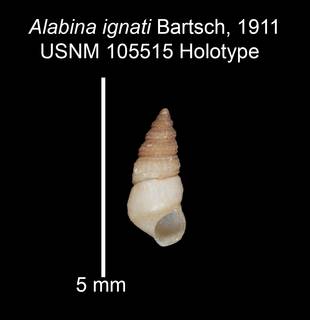 To NMNH Extant Collection (IZ MOL 105515 Holotype Shell)