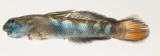 To NMNH Extant Collection (Sicyopterus lagocephalus USNM 384184 photograph lateral view)