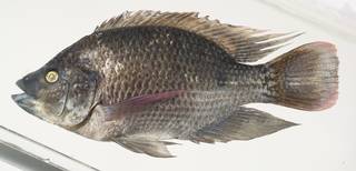 To NMNH Extant Collection (Oreochromis mossambicus USNM 390601 photograph lateral view)
