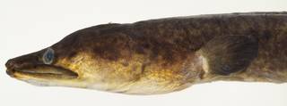 To NMNH Extant Collection (Anguilla megastoma USNM 390604 photograph head lateral view)