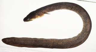 To NMNH Extant Collection (Anguilla megastoma USNM 390604 photograph lateral view)