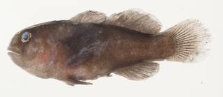 To NMNH Extant Collection (Gobiodon unicolor USNM 390970 photograph lateral view)