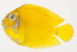 To NMNH Extant Collection (Acanthurus pyroferus USNM 391101 photograph lateral view)