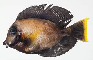 To NMNH Extant Collection (Acanthurus pyroferus USNM 391259 photograph lateral view)
