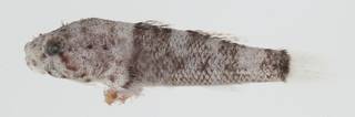 To NMNH Extant Collection (Bathygobius cotticeps USNM 392190 photograph lateral view)