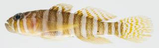 To NMNH Extant Collection (Priolepis cinctus USNM 392192 photograph lateral view)