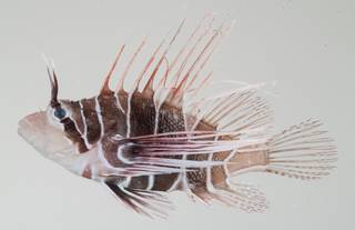 To NMNH Extant Collection (Pterois radiata USNM 392223 photograph lateral view)