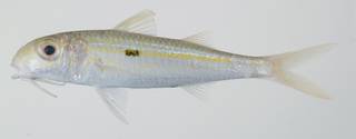 To NMNH Extant Collection (Mulloidichthys flavolineatus USNM 392270 photograph lateral view)
