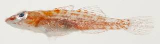 To NMNH Extant Collection (Pleurosicya labiata USNM 392297 photograph lateral view)