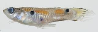 To NMNH Extant Collection (Poecilia reticulata USNM 392358 photograph lateral view)