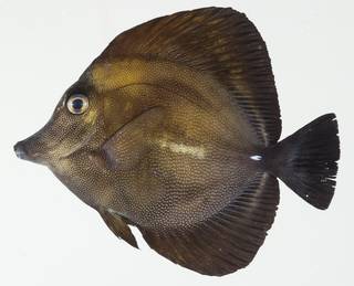 To NMNH Extant Collection (Zebrasoma scopas USNM 392433 photograph lateral view)