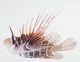 To NMNH Extant Collection (Pterois radiata USNM 392519 photograph lateral view)
