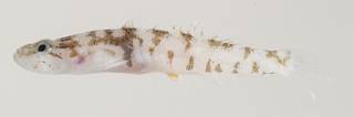 To NMNH Extant Collection (Gobiopsis exigua USNM 439407 photograph lateral view)