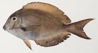 To NMNH Extant Collection (Acanthurus nigrofuscus USNM 439449 photograph lateral view)