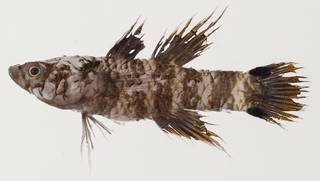To NMNH Extant Collection (Calumia godeffroyi USNM 439472 photograph lateral view)