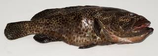 To NMNH Extant Collection (Epinephelus tauvina USNM 439488 photograph lateral view)
