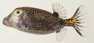 To NMNH Extant Collection (Ostracion meleagris USNM 439499 photograph lateral view)