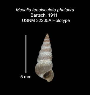To NMNH Extant Collection (IZ MOL 32205a Holotype Shell)