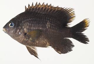 To NMNH Extant Collection (Stegastes nigricans USNM 439555 photograph lateral view)