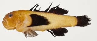 To NMNH Extant Collection (Paragobiodon lacunicolus USNM 439581 photograph lateral view)