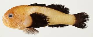 To NMNH Extant Collection (Paragobiodon lacunicolus USNM 439582 photograph lateral view)
