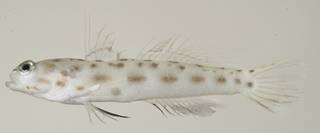 To NMNH Extant Collection (Ctenogobiops feroculus USNM 439583 photograph lateral view)