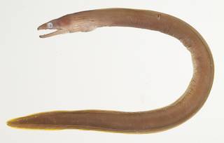 To NMNH Extant Collection (Enchelycore bayeri USNM 439613 photograph lateral view)