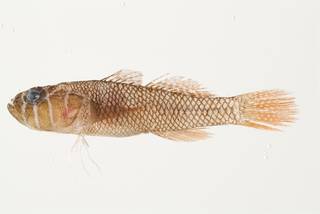 To NMNH Extant Collection (Priolepis inhaca USNM 439721 photograph lateral view)