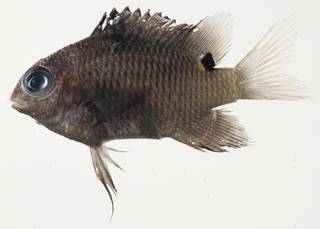 To NMNH Extant Collection (Stegastes albifasciatus USNM 439761 photograph lateral view)
