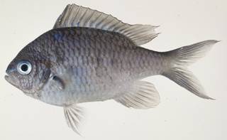 To NMNH Extant Collection (Chromis viridis USNM 439782 photograph lateral view)