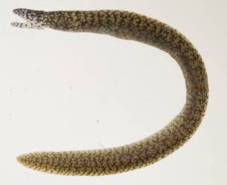 To NMNH Extant Collection (Gymnothorax richardsonii USNM 439847 photograph lateral view)
