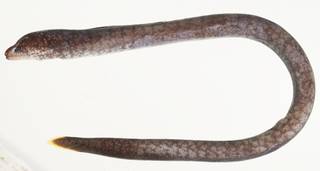 To NMNH Extant Collection (Uropterygius alboguttatus USNM 439905 photograph lateral view)