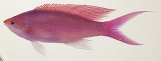 To NMNH Extant Collection (Pseudanthias pascalus USNM 439916 photograph lateral view)