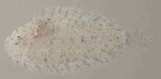 To NMNH Extant Collection (Aseraggodes melanostictus USNM 439948 photograph lateral view)