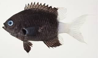 To NMNH Extant Collection (Chromis margaritifer USNM 439958 photograph lateral view)