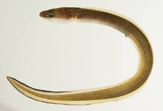 To NMNH Extant Collection (Conger cinereus USNM 439980 photograph lateral view)