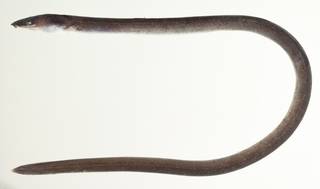 To NMNH Extant Collection (Schismorhynchus USNM 439981 photograph lateral view)