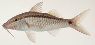 To NMNH Extant Collection (Parupeneus barberinus USNM 439988 photograph lateral view)