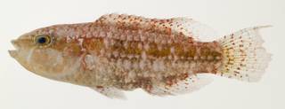 To NMNH Extant Collection (Oxycheilinus bimaculatus USNM 440010 photograph lateral view)