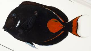 To NMNH Extant Collection (Acanthurus achilles USNM 440025 photograph lateral view)