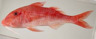 To NMNH Extant Collection (Parupeneus heptacanthus USNM 440073 photograph lateral view)