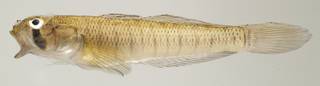 To NMNH Extant Collection (Stenogobius genivittatus USNM 440154 photograph lateral view)
