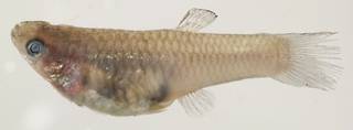 To NMNH Extant Collection (Poecilia reticulata USNM 440175 photograph lateral view)