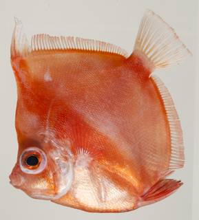 To NMNH Extant Collection (Antigonia capros USNM 440183 photograph lateral view)