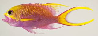 To NMNH Extant Collection (Odontanthias tapui USNM 440193 photograph lateral view)