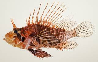 To NMNH Extant Collection (Pterois antennata USNM 392530 photograph lateral view)