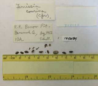 To NMNH Extant Collection (USNM 1442484)